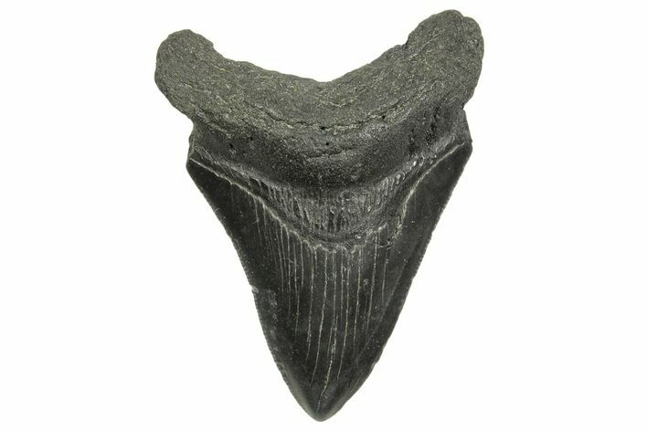 Fossil Megalodon Tooth - South Carolina #368411